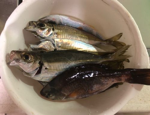 本牧海づり施設