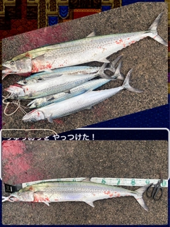 サワラの釣果