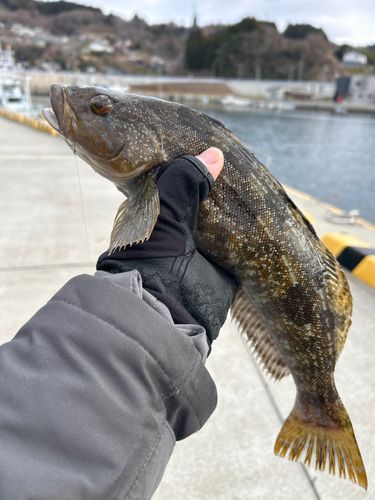 アイナメの釣果