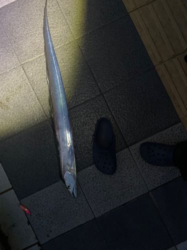 タチウオの釣果