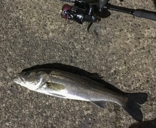 シーバスの釣果