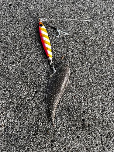 シタビラメの釣果