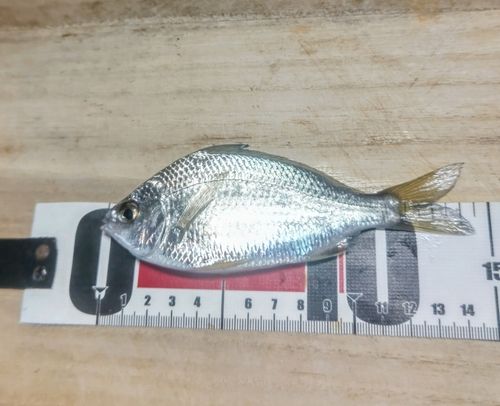 碧南海釣り公園