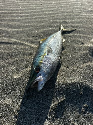 イナダの釣果