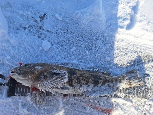 アイナメの釣果