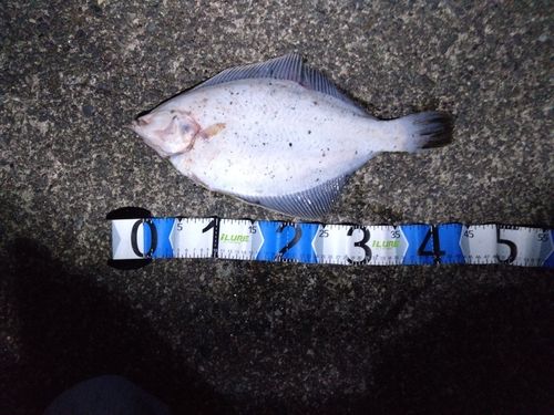 マコガレイの釣果