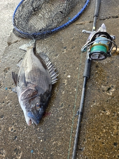 チヌの釣果
