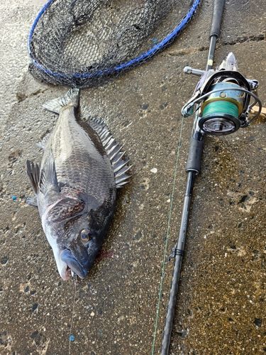 チヌの釣果