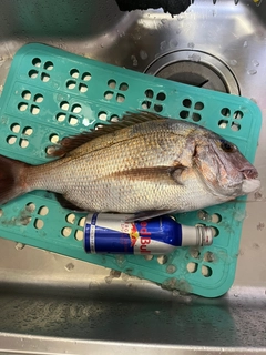 タイの釣果