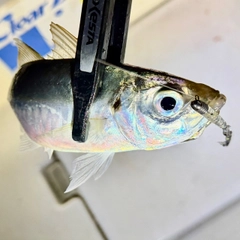 マアジの釣果