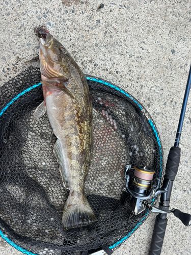 アイナメの釣果