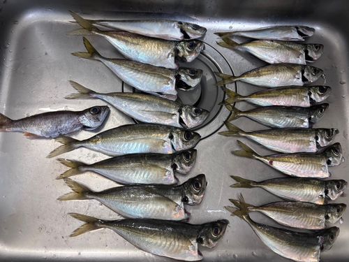 本牧海づり施設