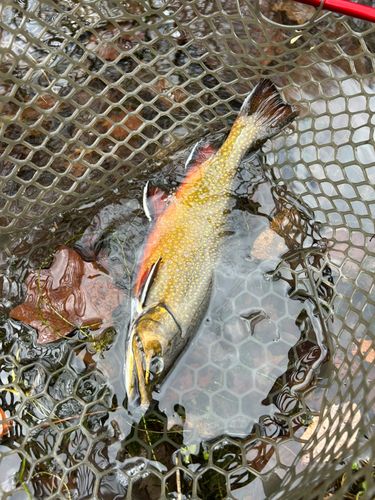 トラウトの釣果