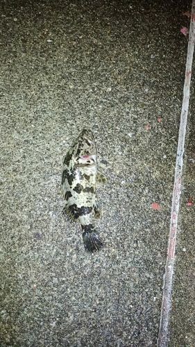 タケノコメバルの釣果