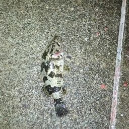 タケノコメバル