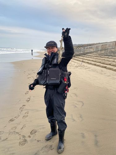 ドチザメの釣果