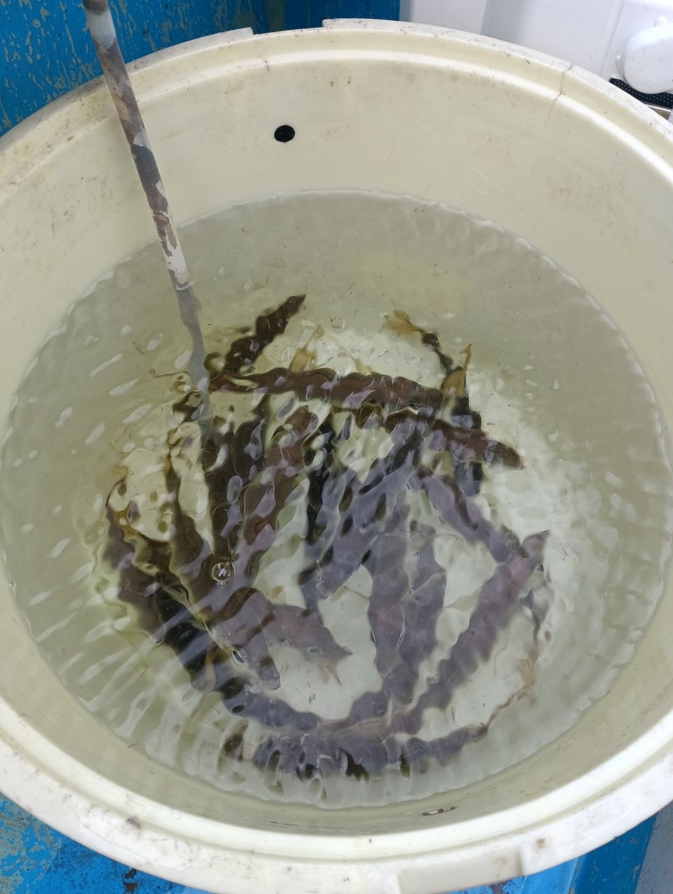 木更津の雀鬼さんの釣果 1枚目の画像