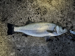 ヒラスズキの釣果