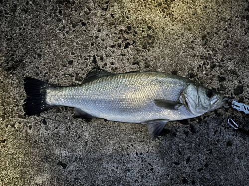 ヒラスズキの釣果