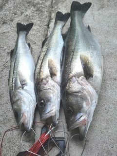シーバスの釣果