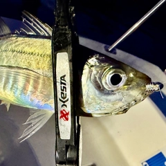 マアジの釣果