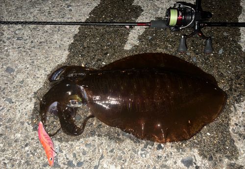 アオリイカの釣果
