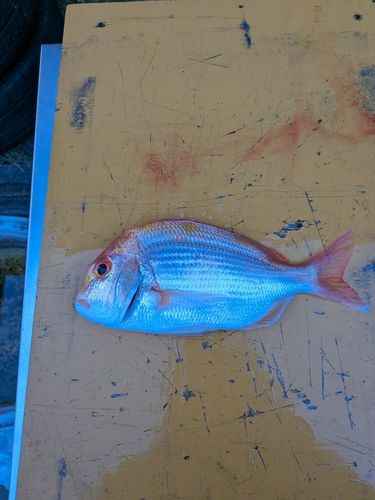 レンコダイの釣果