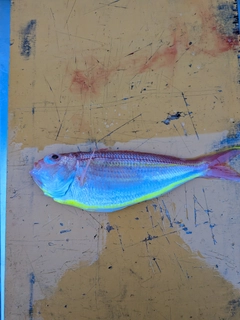 ソコイトヨリの釣果