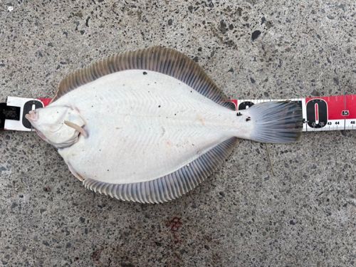 マコガレイの釣果