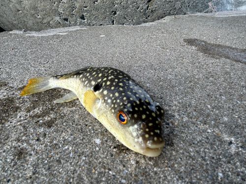 クサフグの釣果