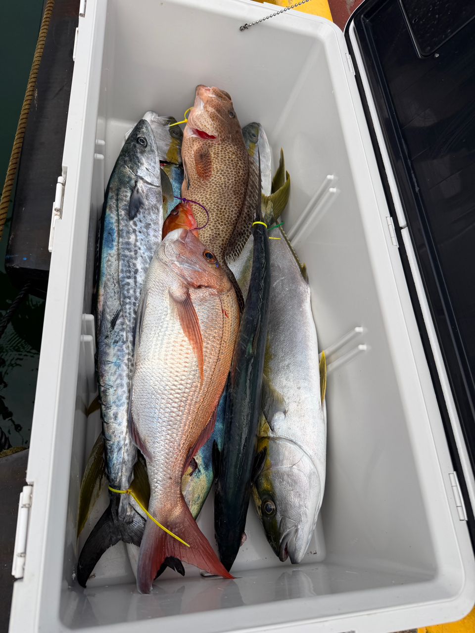 遊漁船supportさんの釣果 3枚目の画像