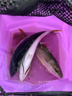 フクラギの釣果