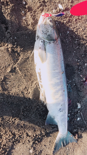 シロザケの釣果