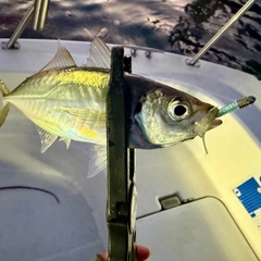 マアジの釣果