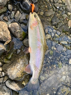 ニジマスの釣果