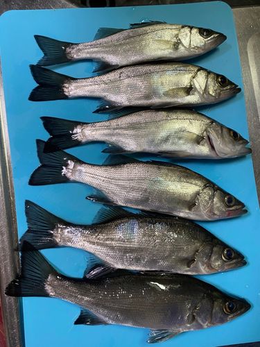 セイゴ（ヒラスズキ）の釣果