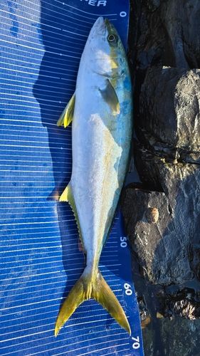 ヒラマサの釣果