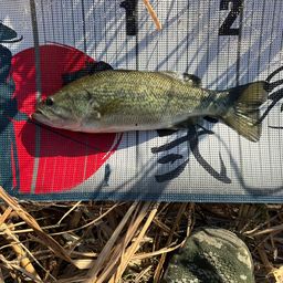 ラージマウスバス