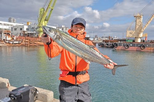 サワラの釣果