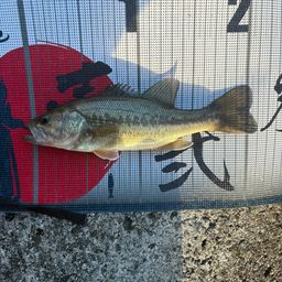 ラージマウスバス