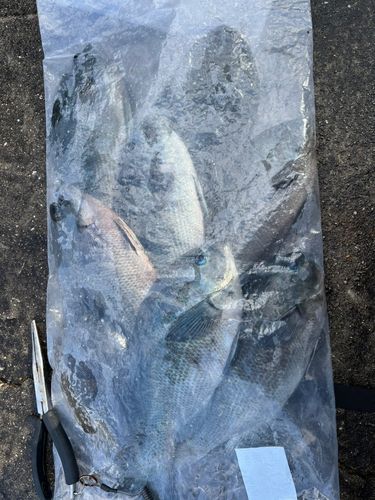 イスズミの釣果