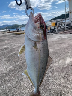 カンパチの釣果