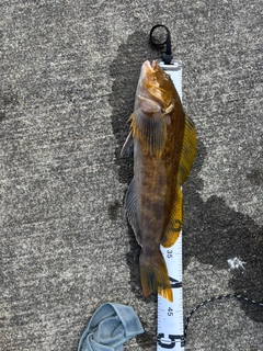 アイナメの釣果