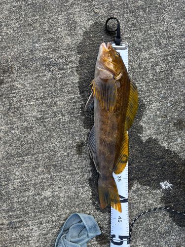 アイナメの釣果