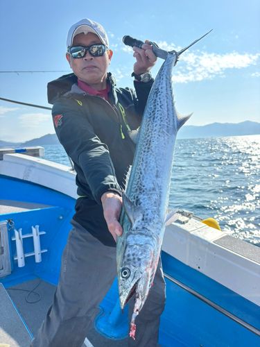 サワラの釣果