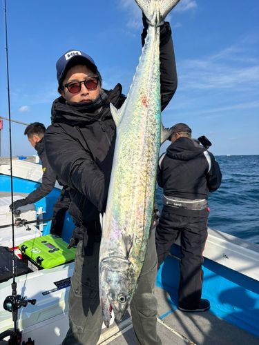 サワラの釣果