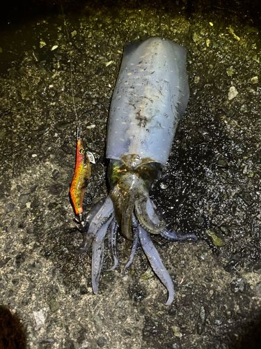 ミズイカの釣果