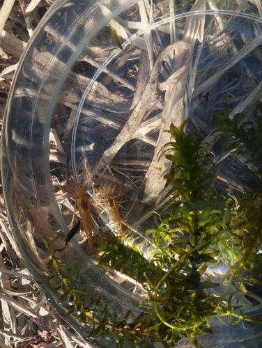 テナガエビの釣果