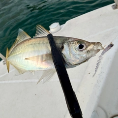 マアジの釣果