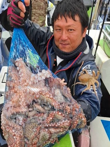 マダコの釣果